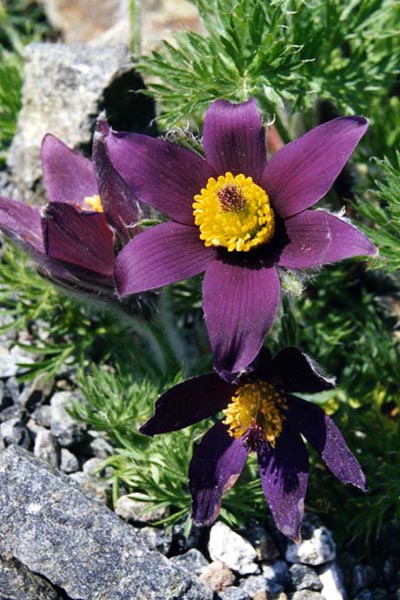 Pulsatilla halleri photo